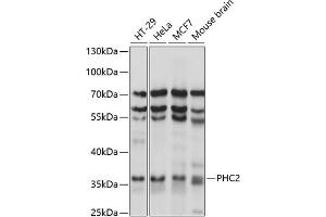Western blot analysis of extracts of various cell lines, using PHC2 antibody (ABIN7269455) at 1:1000 dilution. (PHC2 抗体  (AA 1-240))