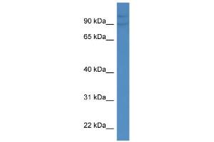 WB Suggested Anti-DMTF1 Antibody Titration:  0. (DMP1 抗体  (N-Term))
