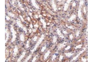 Immunohistochemistry (IHC) image for anti-Kininogen 1 (KNG1) (AA 268-540) antibody (ABIN7444145)