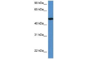 WB Suggested Anti-Ier5l Antibody Titration: 1. (IER5L 抗体  (C-Term))