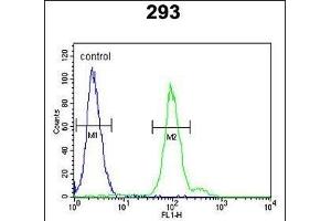 CFB Antibody (Center) (ABIN652979 and ABIN2842621) flow cytometric analysis of 293 cells (right histogram) compared to a negative control cell (left histogram). (Complement Factor B 抗体  (AA 469-494))