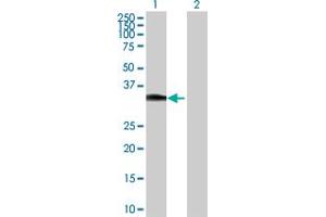 Western Blot analysis of HOXC8 expression in transfected 293T cell line by HOXC8 MaxPab polyclonal antibody. (HOXC8 抗体  (AA 1-242))