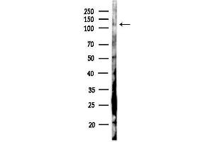 Western blot analysis of lysates from RAW264.