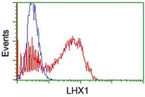 Image no. 2 for anti-LIM Homeobox 1 (LHX1) (AA 100-362) antibody (ABIN1490807) (LHX1 抗体  (AA 100-362))