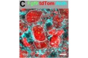 Immunofluorescence of mouse MNTB neurons showing Fgf9 (green) along with tdTomato(red) and Aldh1L1(cyan). (ALDH1L1 抗体  (AA 1-902))