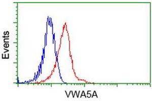 Image no. 2 for anti-Von Willebrand Factor A Domain Containing 5A (VWA5A) antibody (ABIN1501741) (VWA5A 抗体)
