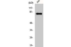 Western Blot analysis of 293 cells using Gas6 Polyclonal Antibody (GAS6 抗体  (Internal Region))