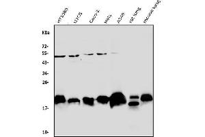 Western blot analysis of Caveolin-2 using anti-Caveolin-2 antibody (ABIN3043749). (Caveolin 2 抗体  (AA 1-162))