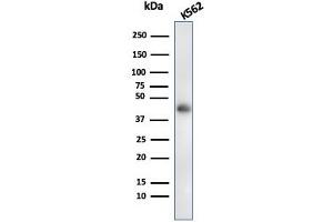 Western Blot Analysis of K562 cell lysate usingGlycophorin A Mouse Recombinant Monoclonal Antibody (rGYPA/280). (Recombinant CD235a/GYPA 抗体)