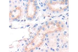 IHC-P analysis of Mouse Tissue, with DAB staining. (SFXN1 抗体  (AA 2-102))