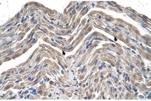 Human Muscle (NPTN 抗体  (Middle Region))