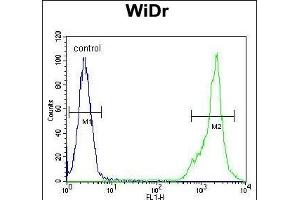 C4B Antibody (C-term) (ABIN652149 and ABIN2840567) flow cytometric analysis of WiDr cells (right histogram) comred to a negative control cell (left histogram). (C4BPA 抗体  (C-Term))