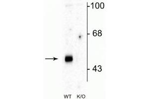 Western blot of mouse brain lysates from wild type (WT) and α2-knockout (K/O) animals showing specific immunolabeling of the ~51 kDa α2-subunit of the GABAA-R. (GABRA2 抗体  (Cytoplasmic Loop))