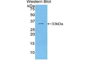 Western Blotting (WB) image for anti-FOS-Like Antigen 1 (FOSL1) (AA 1-271) antibody (ABIN1858911) (FOSL1 抗体  (AA 1-271))