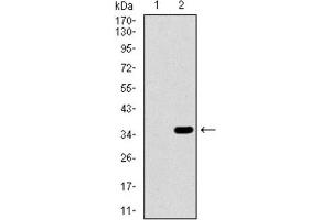 Western Blotting (WB) image for anti-Intestinal Alkaline Phosphatase (ALPI) (AA 397-458) antibody (ABIN1845847) (Intestinal Alkaline Phosphatase 抗体  (AA 397-458))