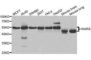 Western blot analysis of extracts of various cell lines, using WARS antibody. (WARS 抗体  (AA 1-270))