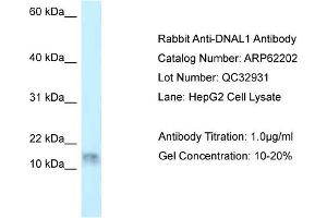 Western Blotting (WB) image for anti-Dynein, Axonemal, Light Chain 1 (DNAL1) (N-Term) antibody (ABIN2789061) (DNAL1 抗体  (N-Term))