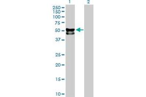 Western Blot analysis of FUCA1 expression in transfected 293T cell line by FUCA1 MaxPab polyclonal antibody. (FUCA1 抗体  (AA 1-461))