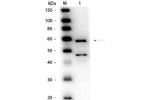 Western Blot of Goat anti-Bilirubin Oxidase (Myrothecium verrucaria) Antibody Peroxidase Conjugated. (Bilirubin Oxidase 抗体  (HRP))