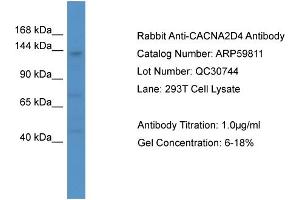 Western Blotting (WB) image for anti-Calcium Channel, Voltage-Dependent, alpha 2/delta Subunit 4 (CACNA2D4) (C-Term) antibody (ABIN2788223)