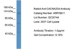 WB Suggested Anti-CACNA2D4  Antibody Titration: 0. (CACNA2D4 抗体  (C-Term))
