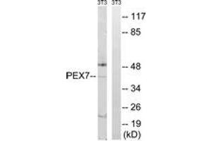 Western blot analysis of extracts from NIH-3T3 cells, using PEX7 Antibody. (PEX7 抗体  (AA 204-253))