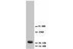 Image no. 2 for anti-Fibroblast Growth Factor 4 (FGF4) (C-Term) antibody (ABIN1492933) (FGF4 抗体  (C-Term))