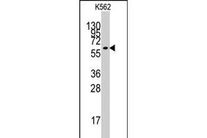 Western blot analysis of KLF4 polyclonal antibody  in K-562 cell line lysates (35 ug/lane).
