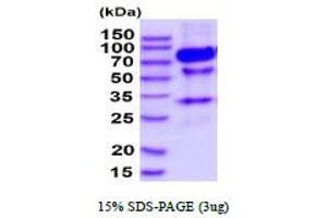 SDS-PAGE (SDS) image for Tumor Necrosis Factor Receptor Superfamily, Member 8 (TNFRSF8) (AA 19-379) protein (hIgG-His-tag) (ABIN7281136) (TNFRSF8 Protein (AA 19-379) (hIgG-His-tag))