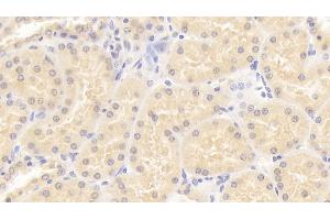 Detection of ISLR in Human Kidney Tissue using Monoclonal Antibody to Immunoglobulin Superfamily Containing Leucine Rich Repeat Protein (ISLR) (ISLR 抗体  (AA 19-428))