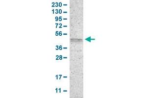 Western Blot analysis of human cell line RT-4 with PRKX polyclonal antibody . (PRKX 抗体  (AA 267-342))