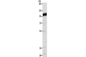 Western Blotting (WB) image for anti-Transient Receptor Potential Cation Channel, Subfamily M, Member 5 (TRPM5) antibody (ABIN2426991)