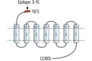 anti-Prokineticin Receptor 2 (PROKR2) (AA 3-15), (Extracellular), (N-Term) antibody