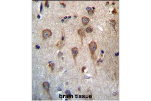 GPHB5 Antibody (C-term) (ABIN657157 and ABIN2846291) immunohistochemistry analysis in formalin fixed and paraffin embedded human brain tissue followed by peroxidase conjugation of the secondary antibody and DAB staining. (GPHB5 抗体  (C-Term))