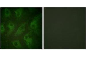 Immunofluorescence analysis of HeLa cells, using Kir6. (KCNJ11 抗体  (AA 190-239))