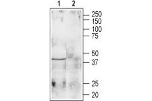 Western blot analysis of rat brain lysate: - 1. (Galanin Receptor 1 抗体  (1st Extracellular Loop))
