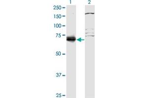 Western Blot analysis of SFRS12 expression in transfected 293T cell line by SFRS12 monoclonal antibody (M01), clone 1D11. (SFRS12 抗体  (AA 443-508))