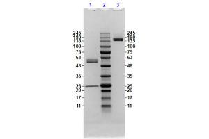 Coomassie stained SDS-PAGE results using Anti-Feimin (Mouse) Monoclonal Antibody (clone ​​​​7F7. (Feimin 抗体)