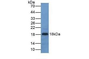 Western blot analysis of Mouse Liver Tissue. (UCN3 抗体  (AA 24-149))