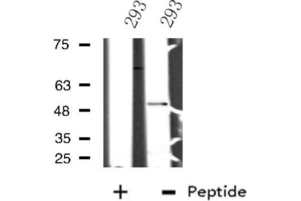 NFIL3 抗体  (C-Term)