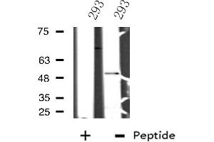 Western blot analysis of extracts from 293 cells using NFIL3 antibody. (NFIL3 抗体  (C-Term))