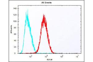 Overlay histogram showing HepG2 cells stained with Antibody (red line). (Epiregulin 抗体  (C-Term))