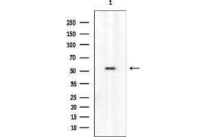 anti-Midnolin (MIDN) antibody