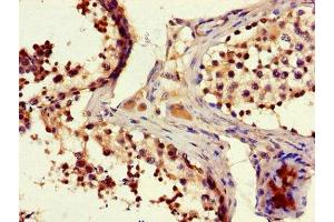 Immunohistochemistry of paraffin-embedded human testis tissue using ABIN7165338 at dilution of 1:100 (EDDM3B 抗体  (AA 92-360))