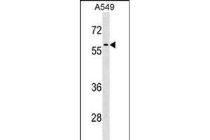 RCC2 Antibody (Center) (ABIN1537944 and ABIN2838344) western blot analysis in A549 cell line lysates (35 μg/lane). (RCC2 抗体  (AA 169-198))