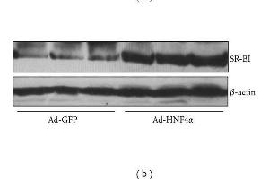 Western Blotting (WB) image for anti-Actin, beta (ACTB) (AA 1-50) antibody (ABIN724340)