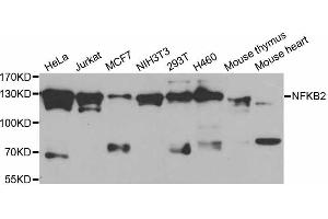 Western blot analysis of extracts of various cell lines, using NFKB2 antibody (ABIN5998334) at 1/1000 dilution. (NFKB2 抗体)
