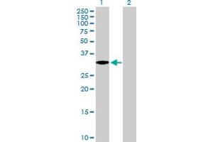Western Blot analysis of EXTL2 expression in transfected 293T cell line by EXTL2 MaxPab polyclonal antibody. (EXTL2 抗体  (AA 39-330))