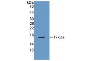 Detection of Recombinant REG3b, Mouse using Polyclonal Antibody to Regenerating Islet Derived Protein 3 Beta (REG3b) (REG3B 抗体  (AA 27-175))