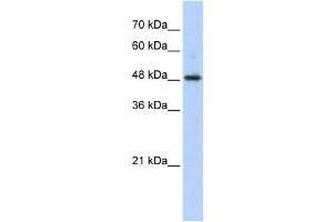 Western Blotting (WB) image for anti-Abhydrolase Domain Containing 2 (ABHD2) antibody (ABIN2458287) (ABHD2 抗体)
